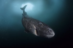 Полярные акулы живут до 500 лет
