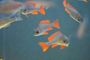 Африканские озерные цихлид Аквариумные цихлиды