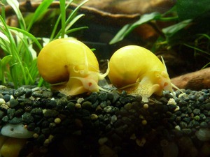 Ампулярии одни из самых крупных видов аквариумных улиток Ампулярия Улитка акварюмная