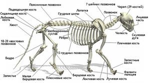 Анатомические особенности кошки