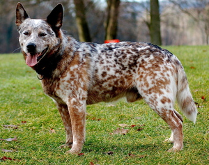 Австралийская пастушья собака на траве Хилер на прогулке