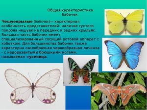 Враги бабочек