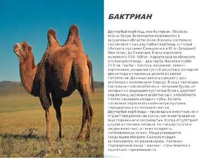 Двугорбый верблюд