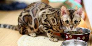 Бенгал питается Кот-бенгал завтракает