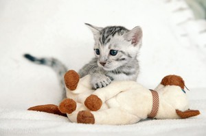 Бенгальский котенок с игрушкой Маленький бенгальский котенок играется