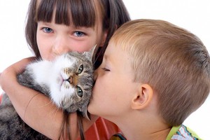 Симптомы аллергии на кота