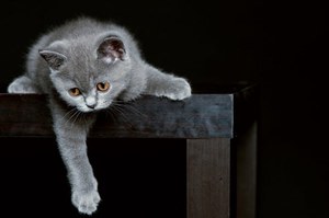 Содерджание британской кошки