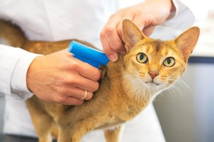 Процедура чипирования