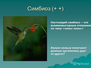 Симбиоз среди животных