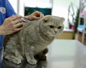 При возникновении первых признаков бешенства Прививка от бешенства