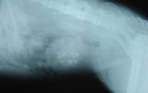 Диагностика мочекаменной болезни Как диагностируется мочекаменная болезнь котов