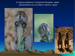 Животный мир Америки