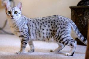 Кошка Египетская мау