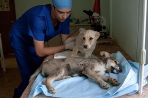 Болезни собак
