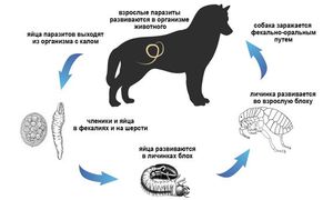 Какие симптомы глистов