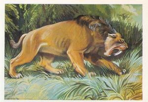 Поведение саблезубой кошки Какие повадки были у тигра