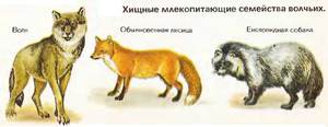 Хищники семейства волчьих
