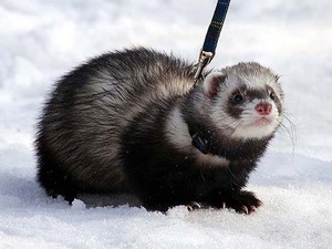 Хорек домашний
