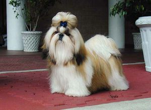 Тцу (Shih-Tzu) уход и воспитание 
