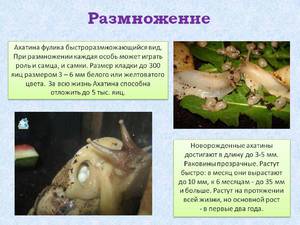 Чем можно кормить улиток
