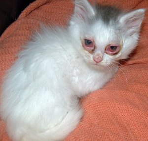 Конъюнктивит у котенка