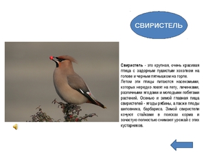 Среда обитания свиристели Среда обитания свиристели