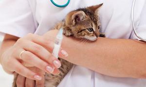 Вакцина от бешенства кошкам Признаки бешенства