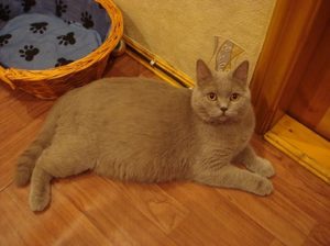 Кошка