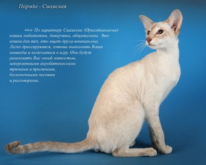Характеристика породы