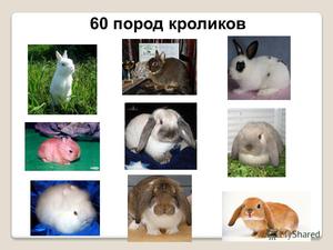 Разведение кроликов