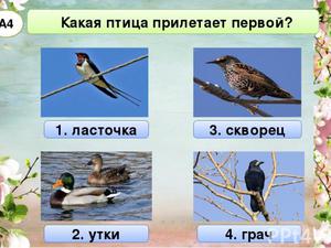 Какие птицы первые прилетают весной