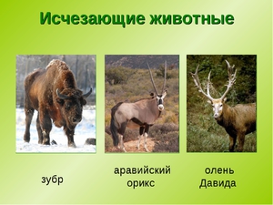 Не существующие виды животных на сегодняшний день