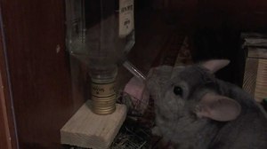 Капельная поилка для шиншиллы