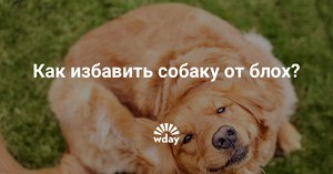 Как избавиться от паразитов различными способами, какие капли от паразитов 