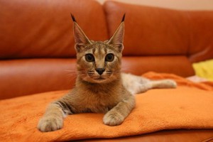 Уход за кошкой каракет