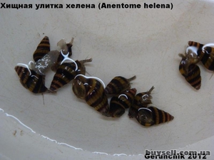 Описание улитки хелена 