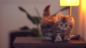Почему котенок портит мебель