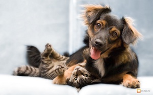Клички для животный