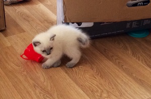 Котята