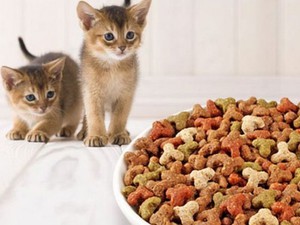 Корм для котят