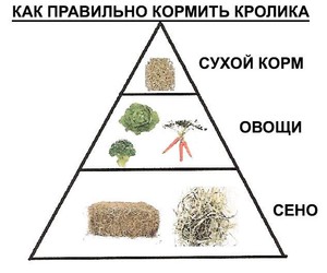 Чем можно кормить кроликов