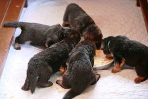 Кормление щенков немецкой овчарки фото Кормление щенков - особенности развития немецкой овчарки