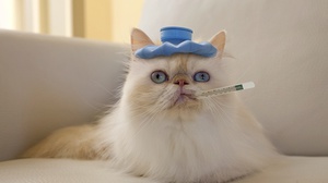 Кошка заболела