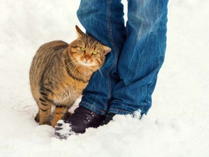 Коты трутся о людей-что это значит