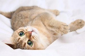 Течка у кошек
