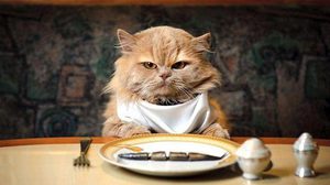 Кот обедает