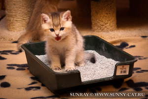 Котенок в лотке