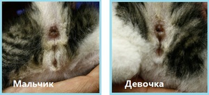 Котенок - мальчик или девочка, как понять?