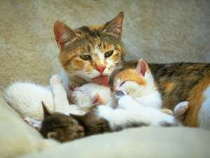 Кошка родила котят