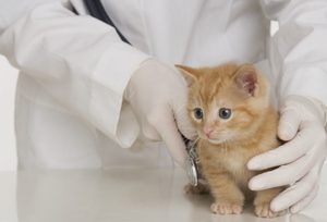 Консультация с ветеринаром